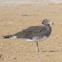 Sooty Gull